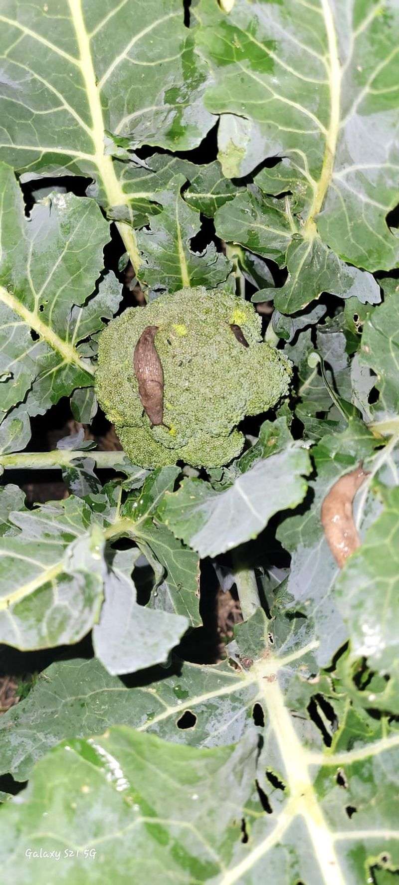 Why Slugs Are Such A Problem In Florida Gardens