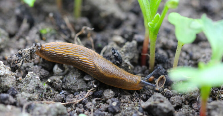 slug in garden