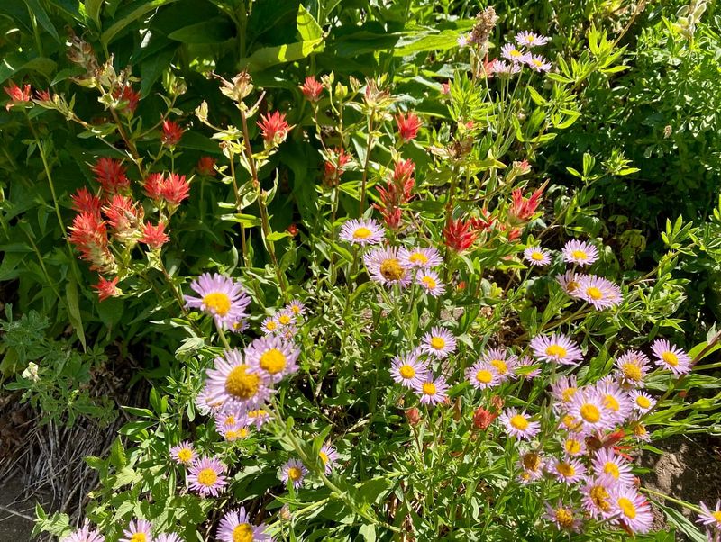 Plant Native Oregon Wildflowers Along Boundaries
