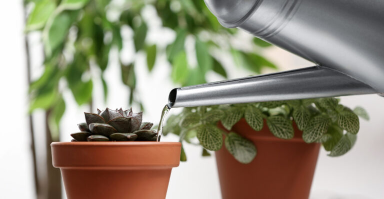 watering succulent (featured image)