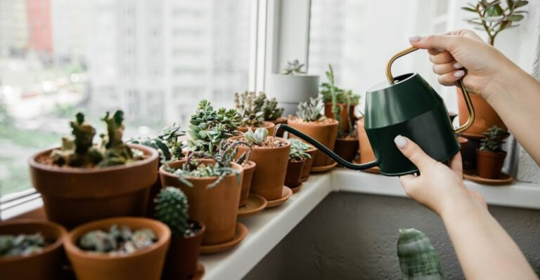 watering succulents