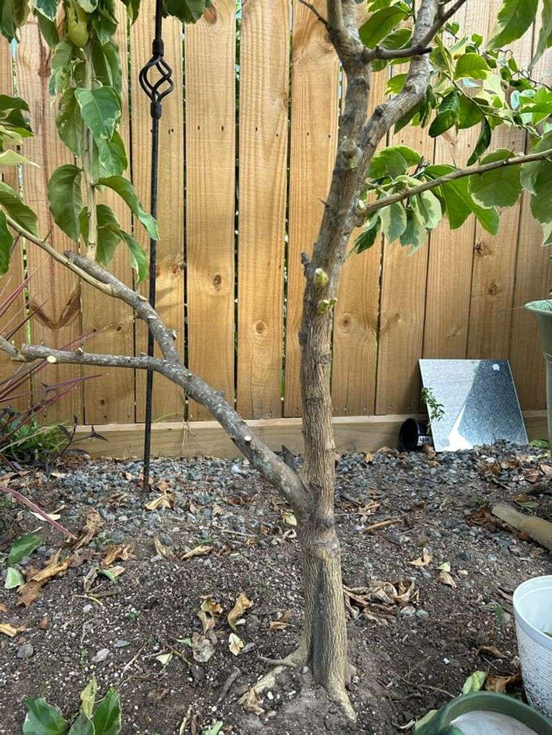 The Mistakes Well-Meaning Gardeners Often Make