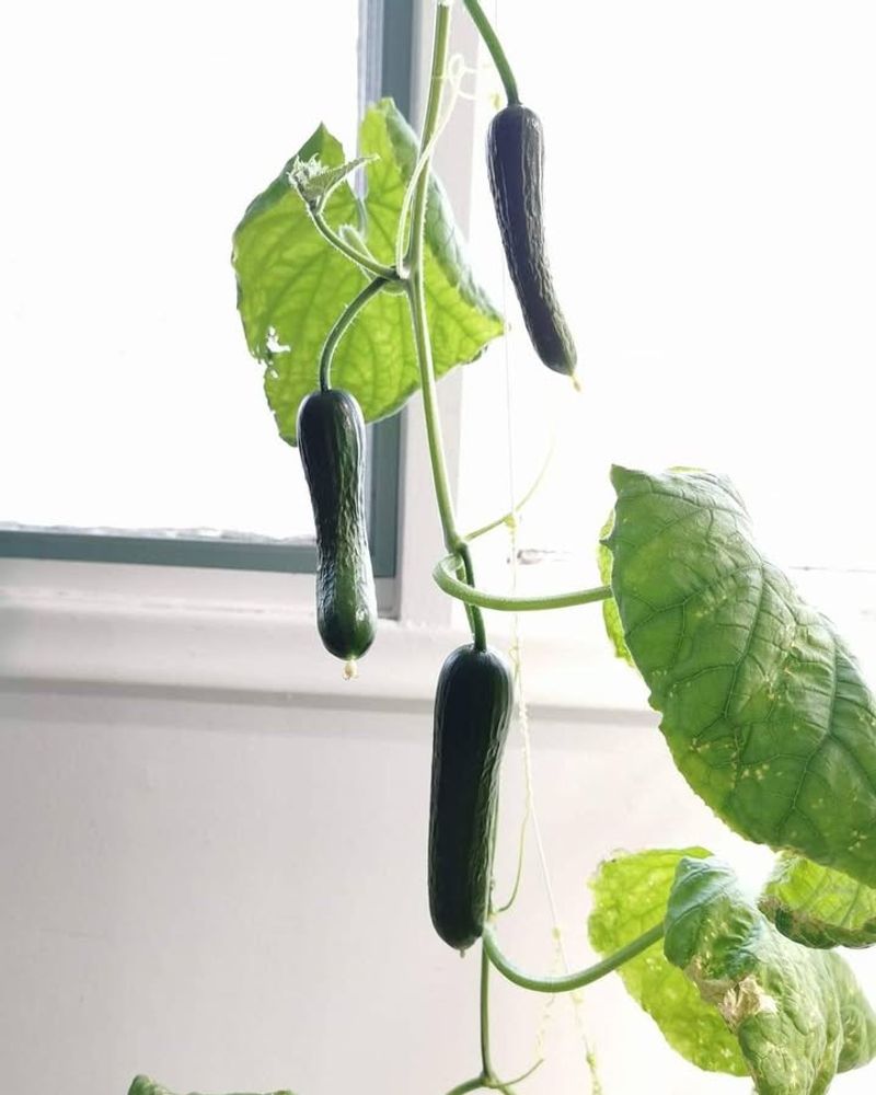 Watering And Feeding Cucumbers In Cooler Indoor Air