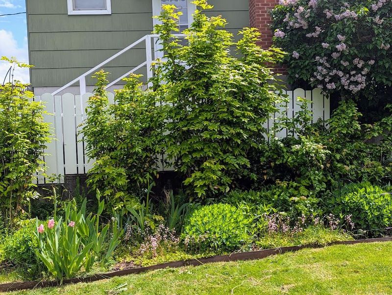 Embracing Native Moss Species for Authentic Forest Floors