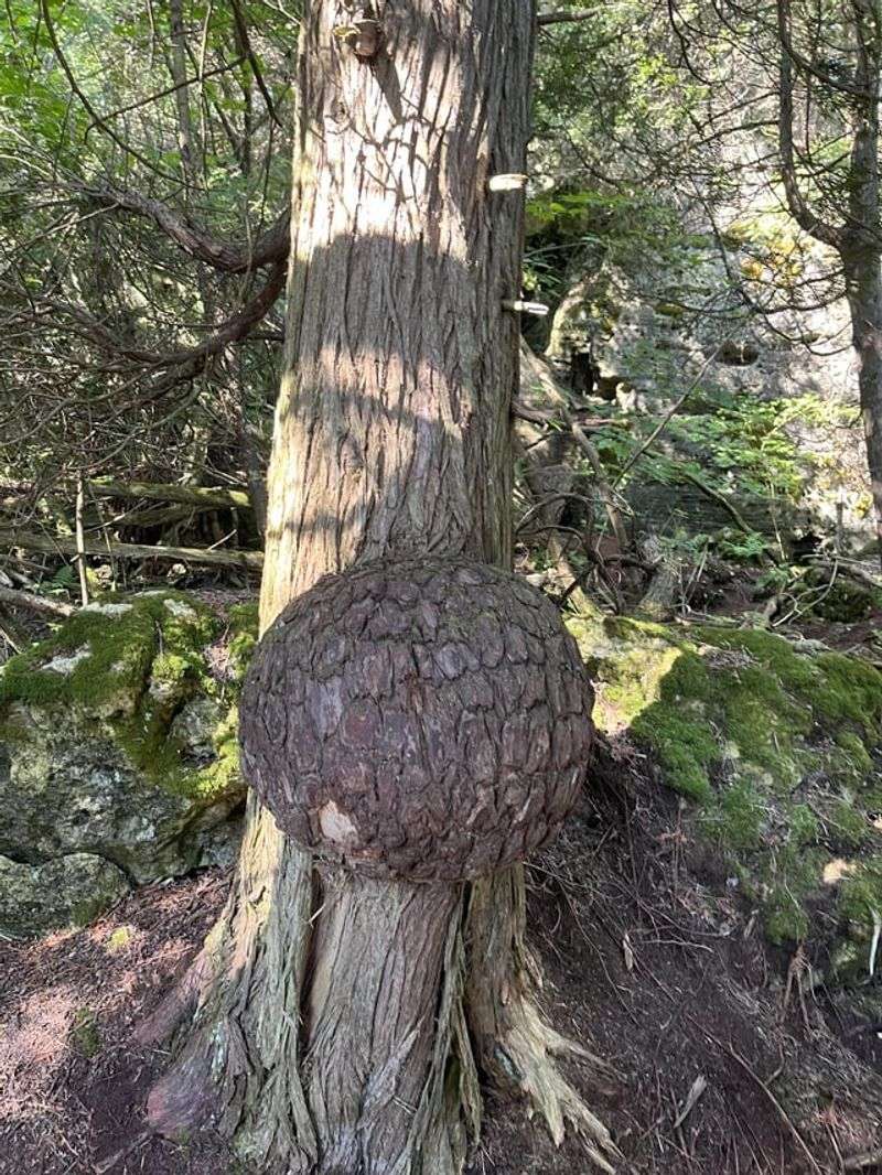 Trees Most Commonly Affected By This Growth