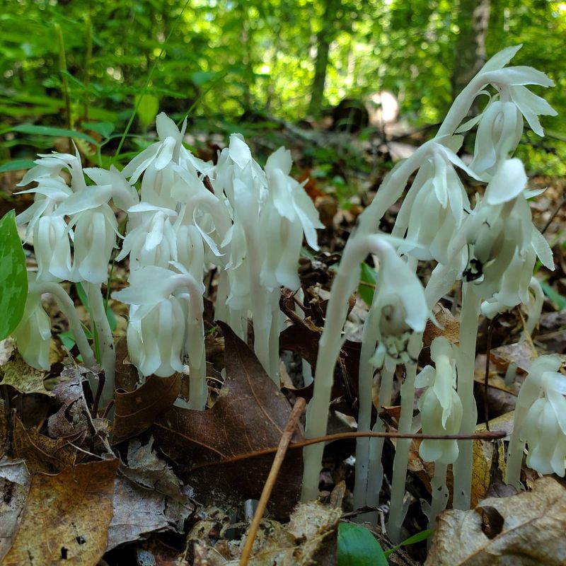 Why New Jersey's Forests Are Well-Suited For Ghost Pipe