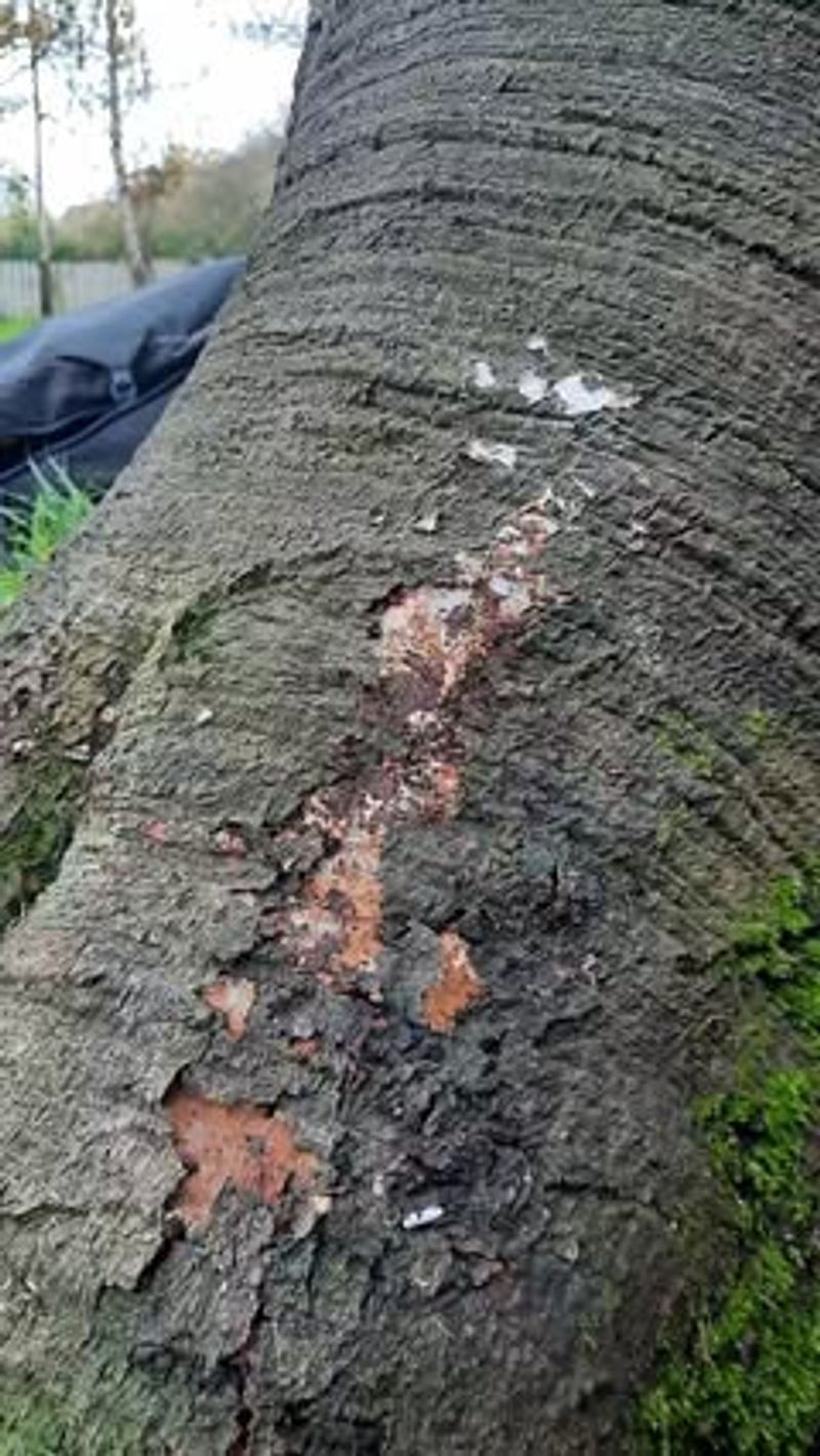 When Dark Patches Are Harmless