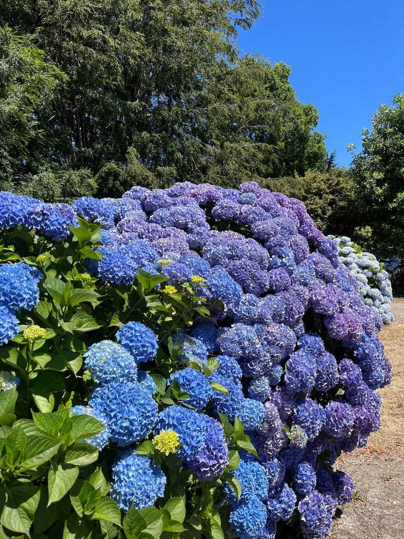 What Spring Growth Tells You Before You Cut