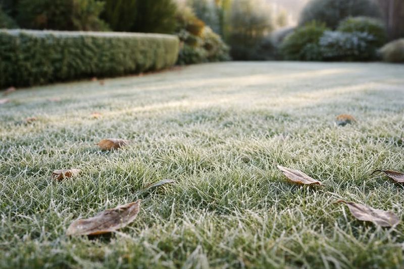 How Weather Affects Cutting Height Decisions