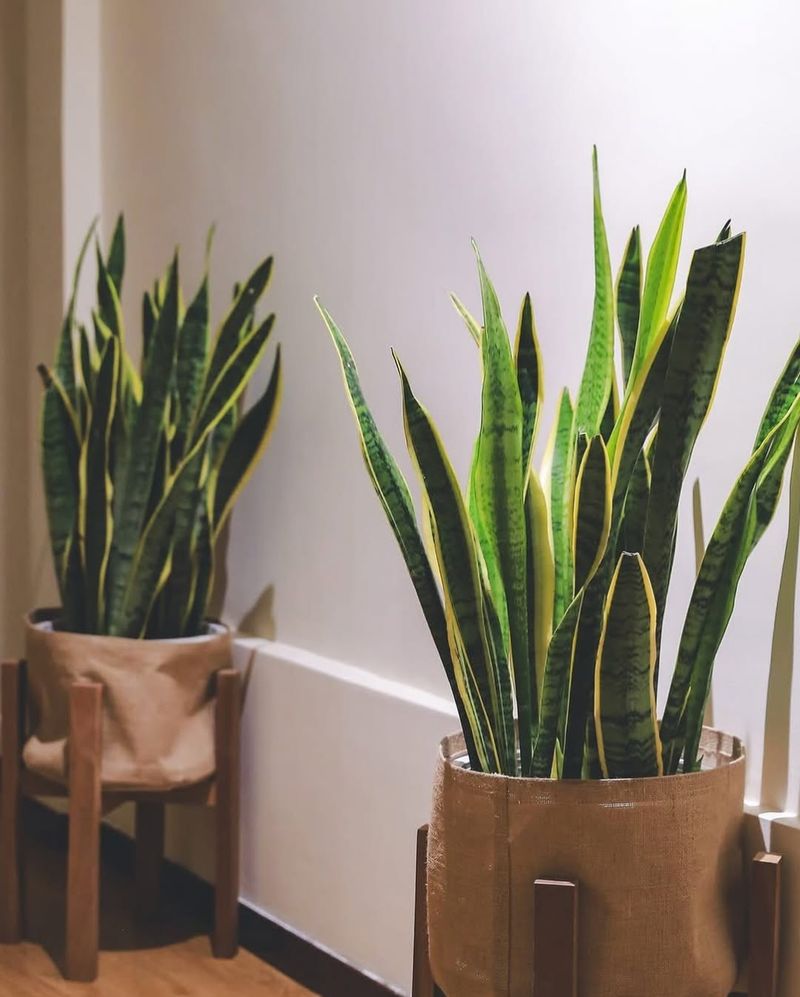 Why A Few Healthy Plants Make Homes Feel Reset Again