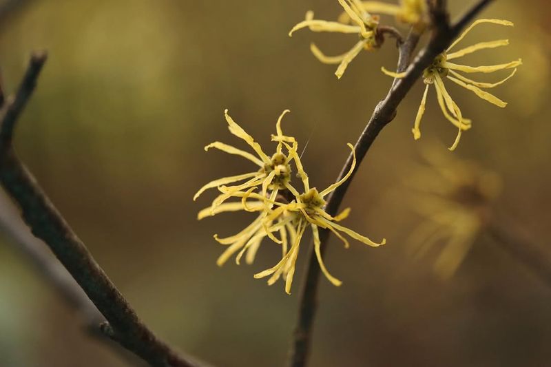 When Witch Hazel Blooms In Pennsylvania