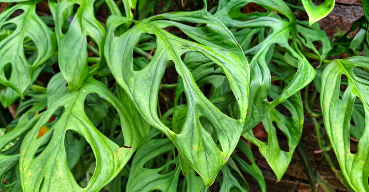 Monstera obliqua (featured image)