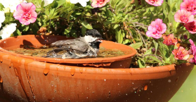 old planter bird bath