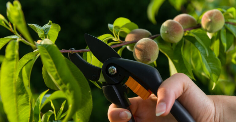 pruning peach tree (featured image)