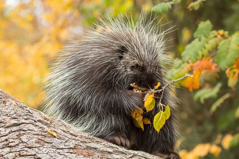 The Plants And Trees Porcupines Love Most