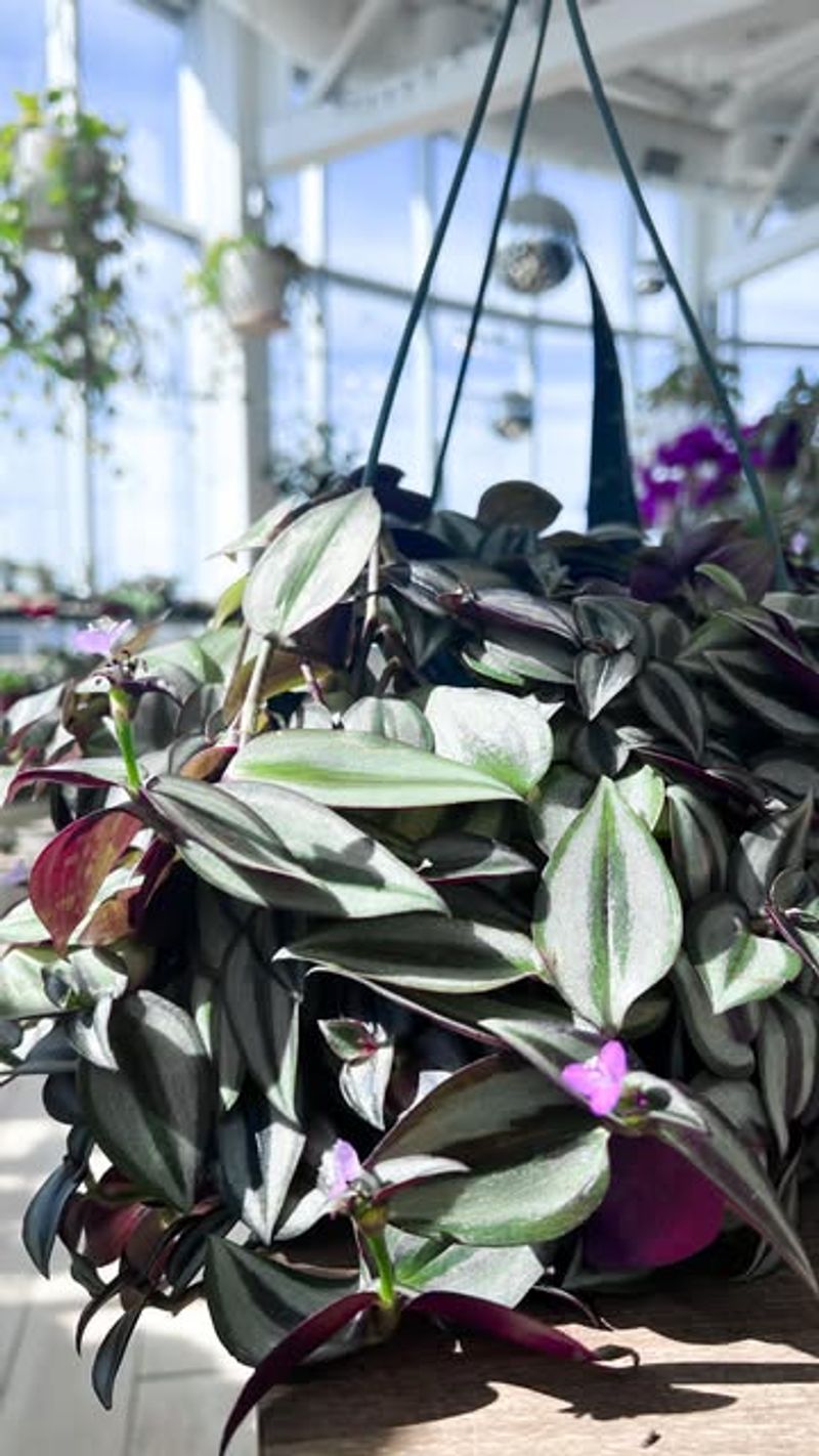 Tradescantia Zebrina