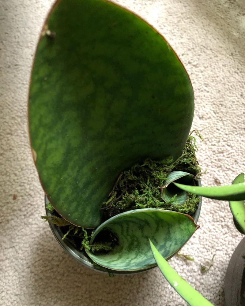 Variegated Whale Fin Sansevieria