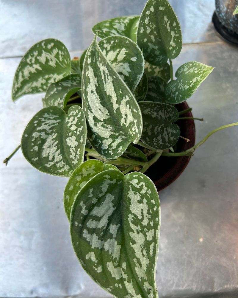 Scindapsus Pictus (Satin Pothos)