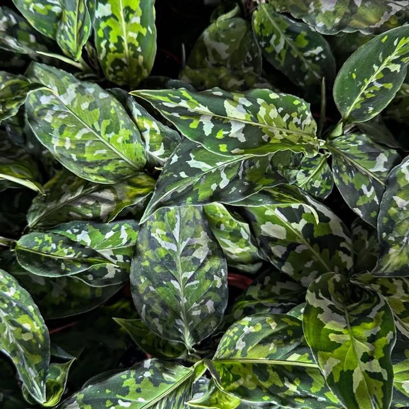 Aglaonema Pictum Tricolor
