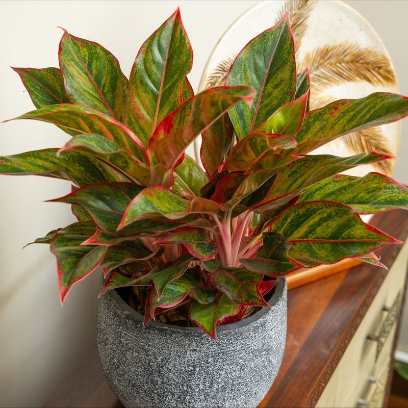 Chinese Evergreen (Aglaonema)