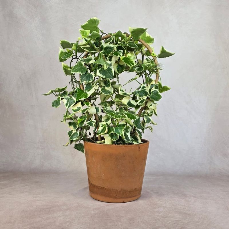 English Ivy (Indoor Use Only)