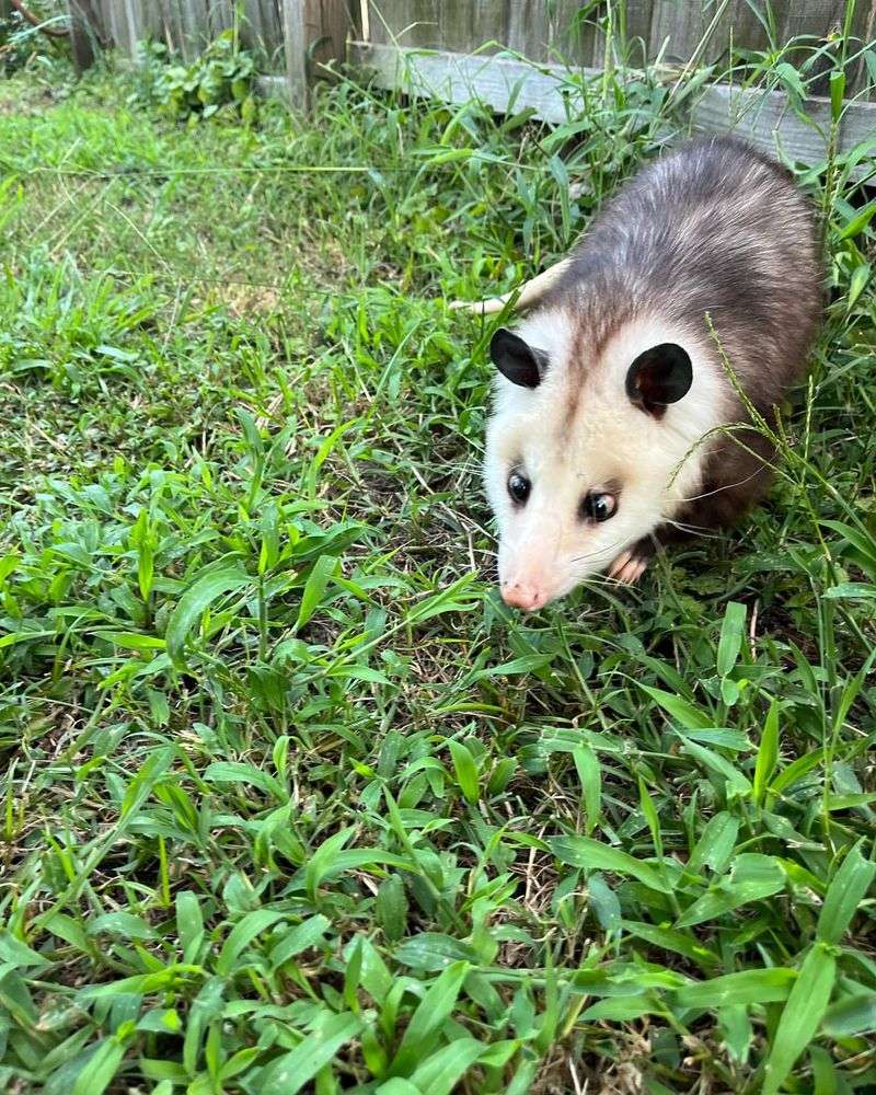 Identifying Property Vulnerabilities