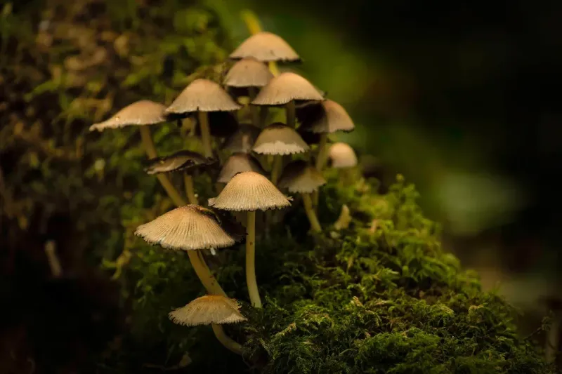 Supports Eco-Friendly Landscaping Trends