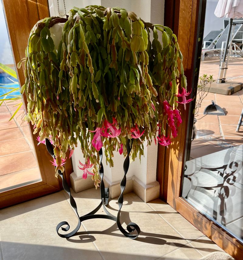 Stress After Blooming