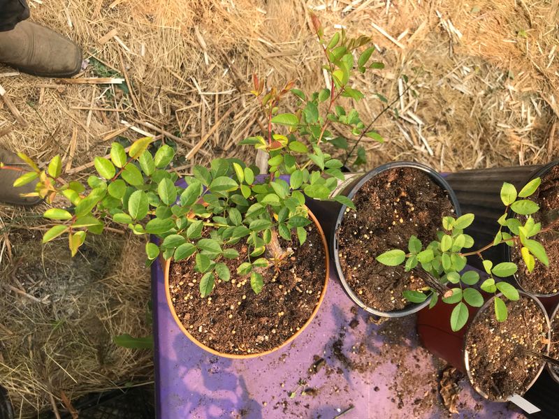 Cuttings Focus Energy Below Ground Instead Of On Leaves