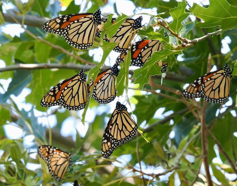 Monarch Butterflies Need Your Hospitality