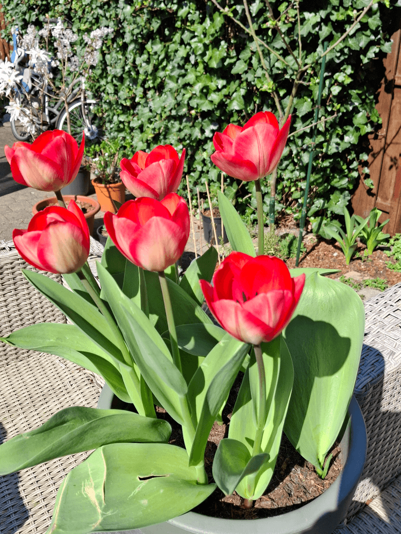 Tulips Represent Hope And New Beginnings