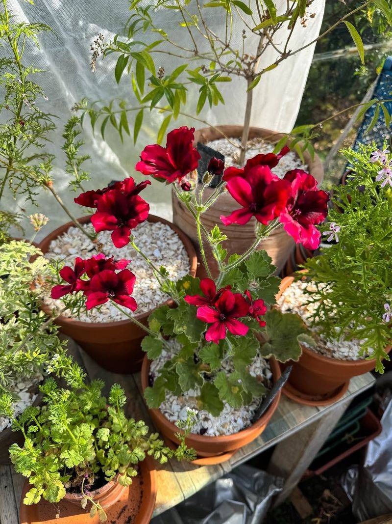 Geraniums (Pelargonium Types)