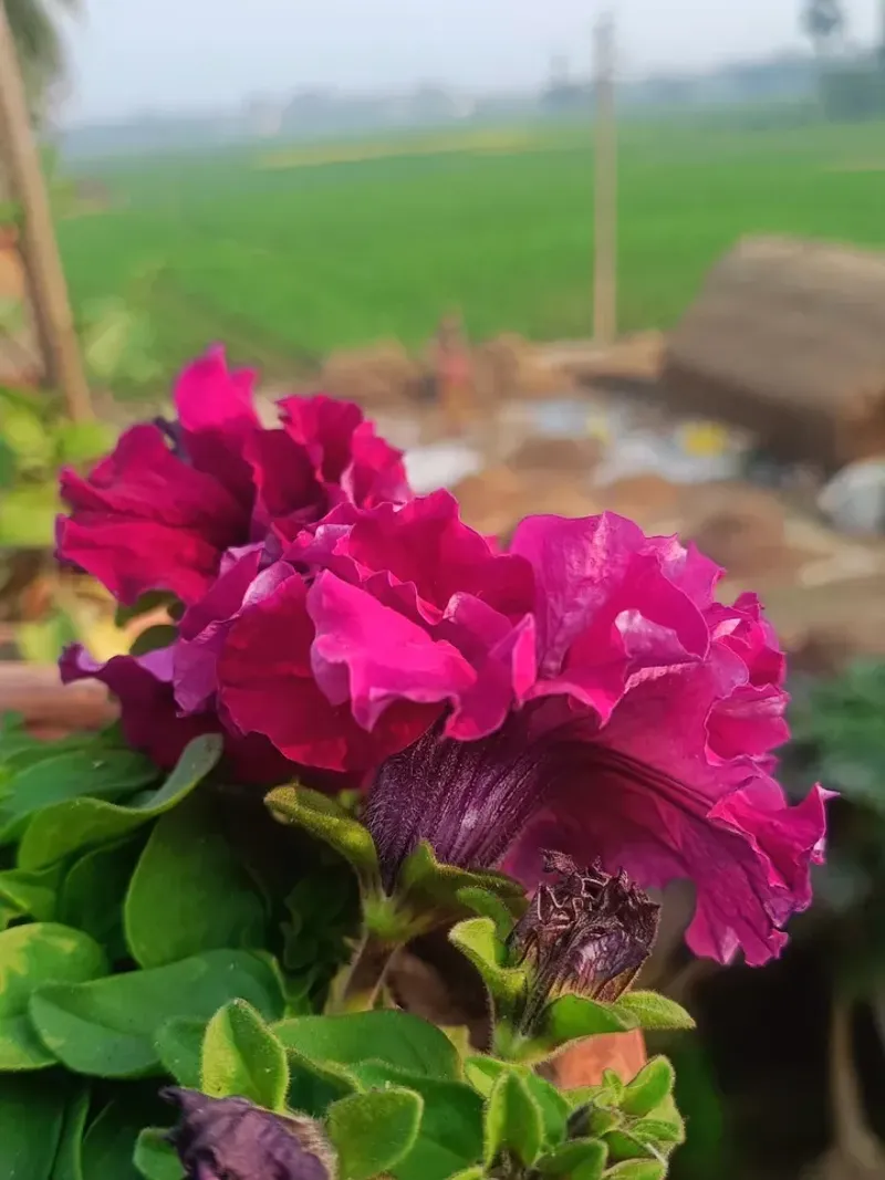 Double Petunias