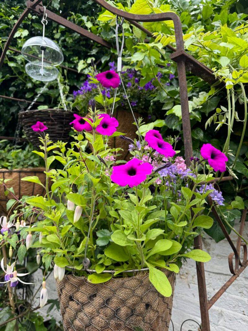 Double Petunias