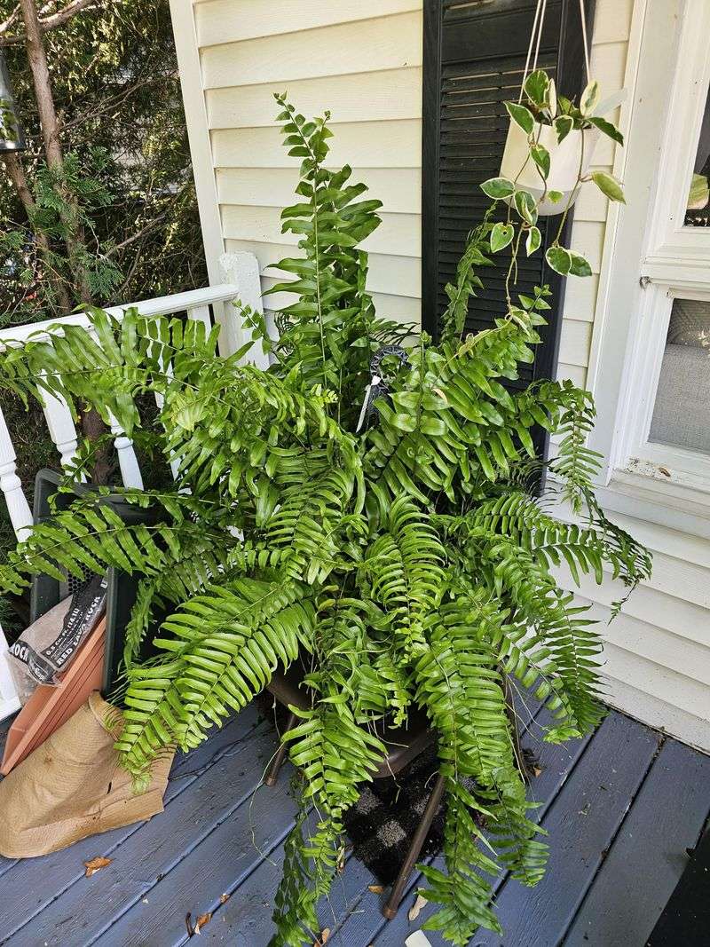 Ferns (Sword Fern And Boston Fern)