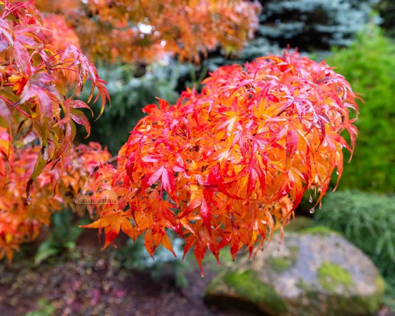Dwarf Japanese Maple (Shrub Form)