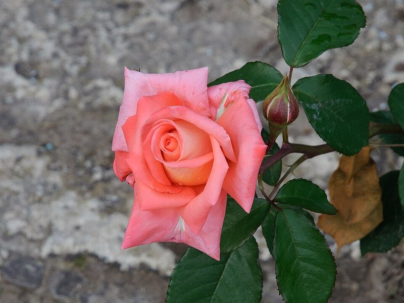 Hybrid Tea Roses