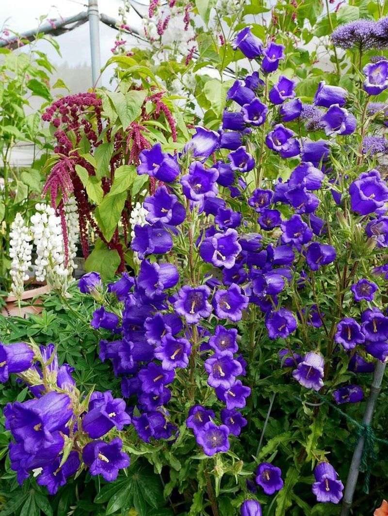 Campanula: Bellflowers With Cottage Garden Appeal