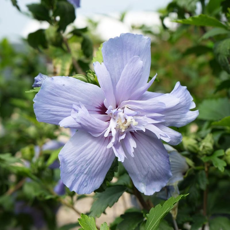 Rose of Sharon