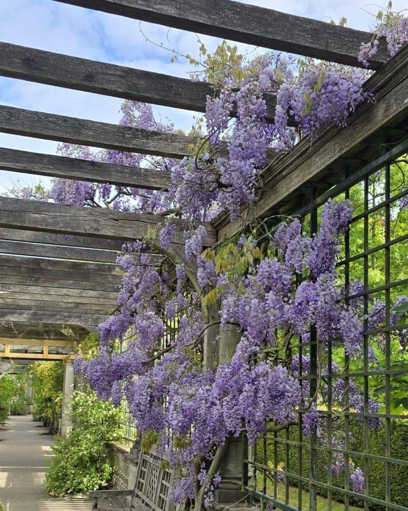 Wisteria