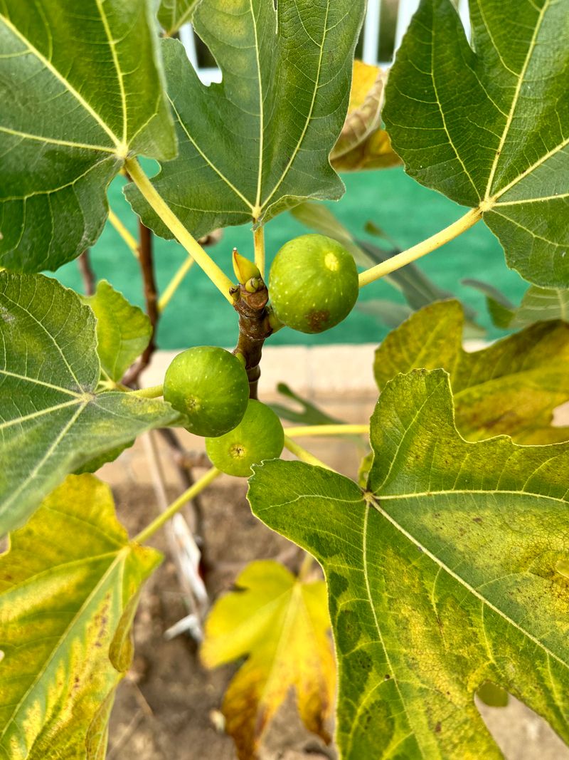 Fig Trees