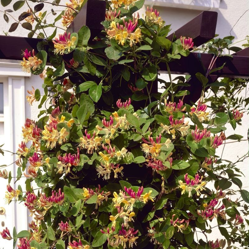 Honeysuckle (Lonicera)