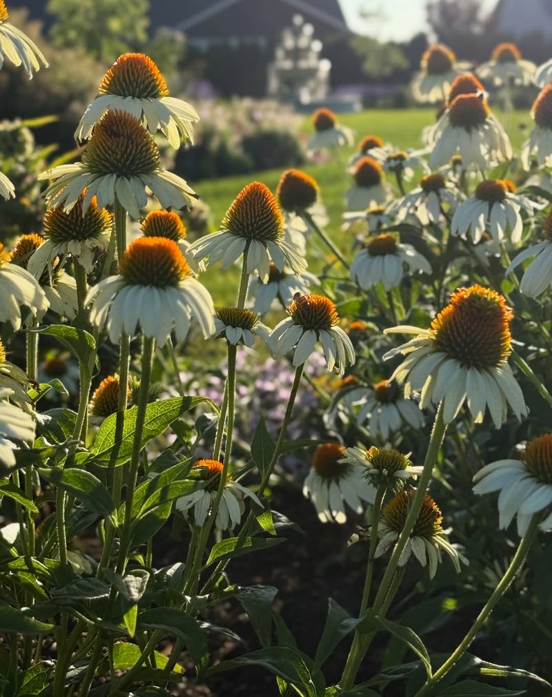 White Coneflowers