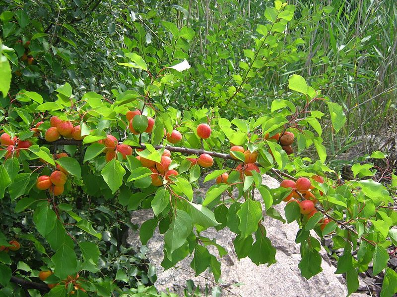 Fruit Trees