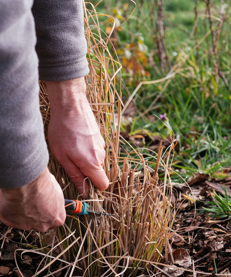 Ornamental Grasses
