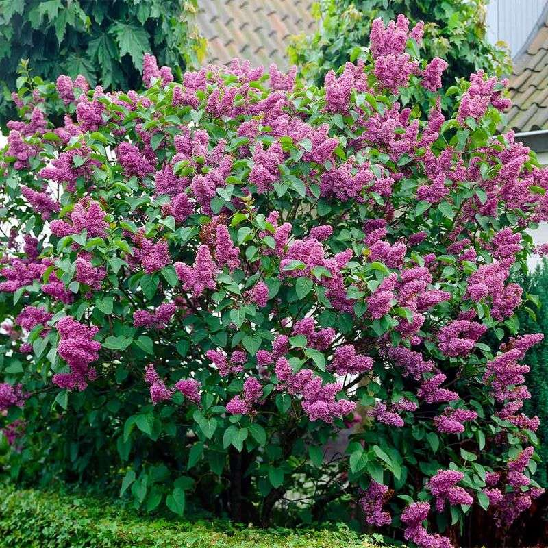 Lilacs For Fragrance And Heritage