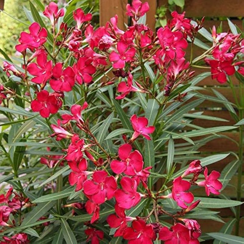 Oleander Shrubs That Rebound With Spring Color