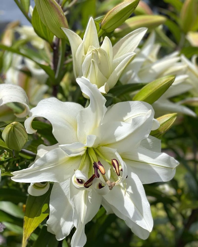 Oriental Lilies For Enormous, Fragrant Flowers
