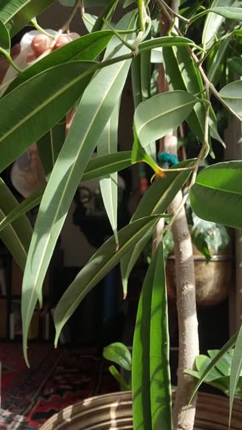 I Clean Leaves Regularly&mdash;Even When I'm Busy