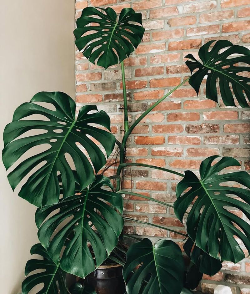 I'm Choosing Progress Over Perfection With My Plants